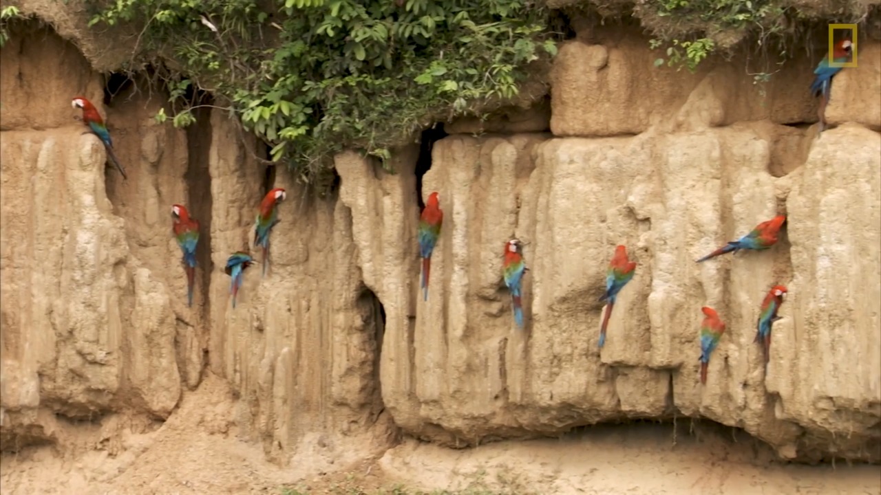 TIL Why Do These Birds Eat Dirt?